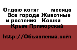 Отдаю котят. 1,5 месяца - Все города Животные и растения » Кошки   . Крым,Приморский